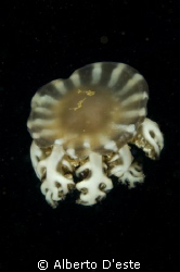 Jelly Fish by Alberto D'este 